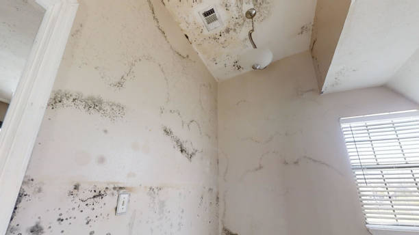 Best Attic Mold Removal  in Meadow Vale, KY