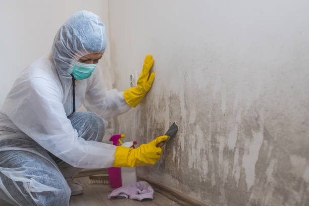 Best Asbestos and Lead Testing During Mold Inspection  in Meadow Vale, KY