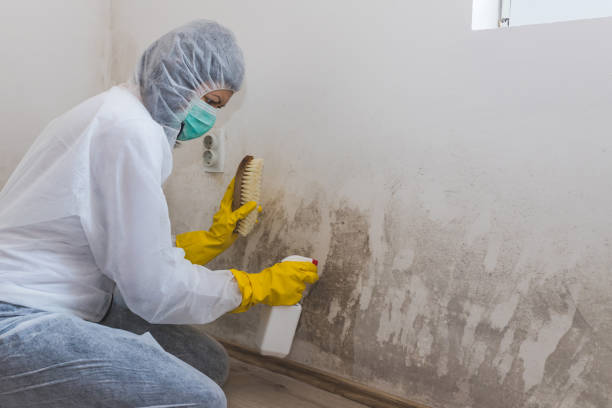 Best HVAC Mold Inspection and Cleaning  in Meadow Vale, KY