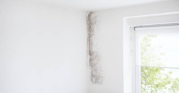 Professional Mold Removal in Meadow Vale, KY