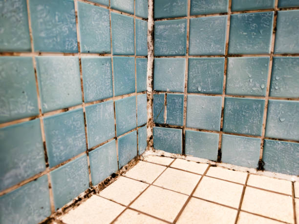 Best Comprehensive Air Testing for Mold Contaminants  in Meadow Vale, KY