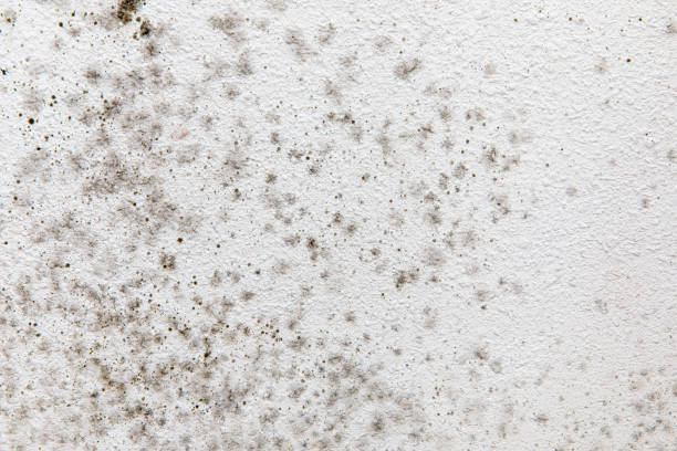 Best Mold Odor Removal Services  in Meadow Vale, KY