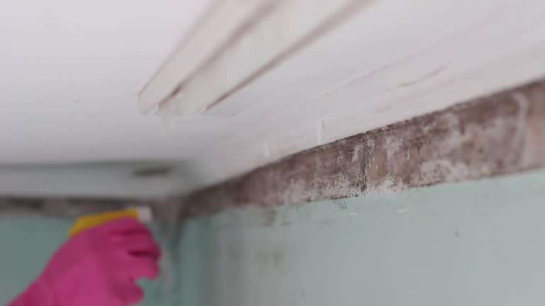 Best Water Damage & Mold Remediation  in Meadow Vale, KY